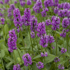 Image result for Stachys