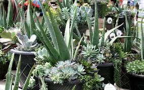 Transplanting aloe vera is a great way to maintain a healthy plant. Growing Aloe Vera And Other Succulents Behnke Nurseries Gardening Blog