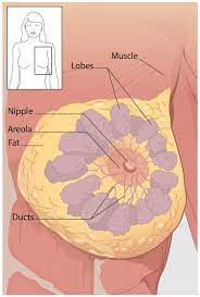 La mujer bonita, la luna llena). What Is Breast Cancer Cdc