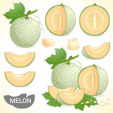 Tanaman melon (cucumis melo l) merupakan tanaman semusim yang pertumbuhannya terbilang cepat, tanaman ini biasanya tumbuh dengan merambat. Melon Images Free Vectors Stock Photos Psd