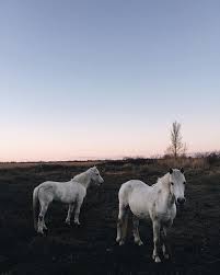 Salut Camargue Horse Horses Animals