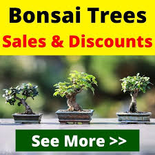 Whether you are craving fresh harvests during the winter or live in an area without gardening space, you can grow. How To Grow And Care For Rosemary Bonsai Tree Florgeous