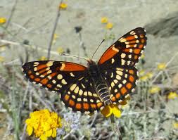 Image result for Xylopia collina