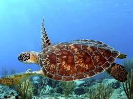 The shells typically have serrated edges, with overlapping scutes. Interesting Green Sea Turtle Facts