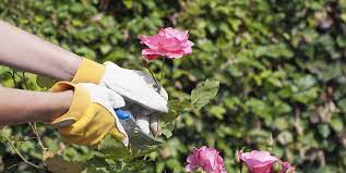 Check spelling or type a new query. How To Grow Roses From Cuttings Best Way To Propagate Roses