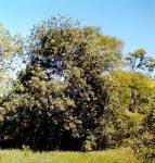 Image result for Zanha africana