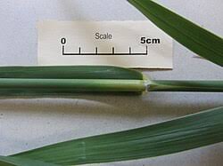 Image result for Phragmites karka