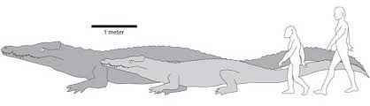 Where can you find the biggest crocodile in the world? Ancient Crocodile Was World S Largest Live Science