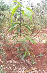 Image result for Terminalia kilimandscharica