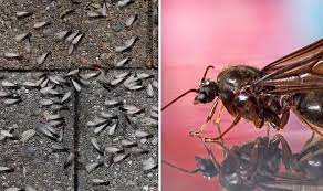 Maybe you would like to learn more about one of these? Flying Ants Warning Are Flying Ants Dangerous Can They Bite You Express Co Uk