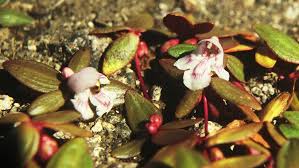 Image result for Hartliella