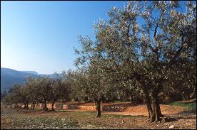 L Olive Francaise Un Petit Marche De Qualite Agridemain