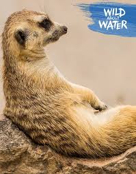To top this, the male ostriches are known to roar like lions. Savanna Facts For Kids Fun Quiz Nestle Pure Life