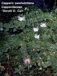 Image result for Capparis citrifolia