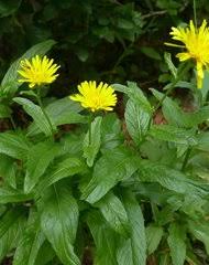 Image result for Bothriocline quercifolia