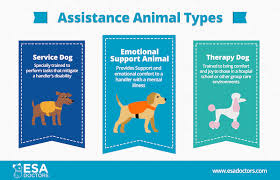 Do I Need An Emotional Support Dog Service Dog Or Therapy Dog Esa Doctors