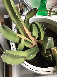 Image result for Euphorbia schinzii