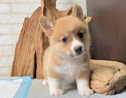 You can get quality boston terrier puppies for sale in buffalo ny that have been carefully taken care of by the owner. Pembroke Welsh Corgi Puppies For Sale In Ny