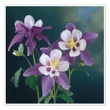 Pin On Woodland Flowers Plants