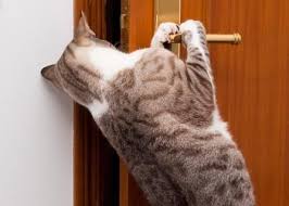 Here is how we stopped our cats from waking us up scratching doors in the middle of the night. How To Stop A Cat From Scratching Bedroom Door At Night Cats Crazy Cats Cat Behavior