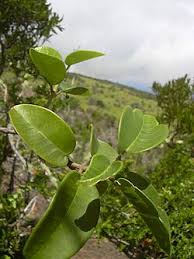 Image result for Asclepias adscendens