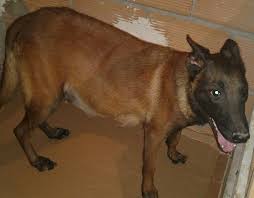 Retrouver les prix du neuf auto en algerie , explorer les fiches téchniques , comparer les prix et options. Chiot Malinois A Dressage De Chien A Domicile En Algerie Facebook
