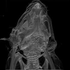 Back of head skull anatomy. Skull Wikipedia