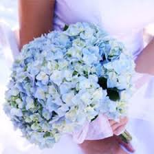 Hydrangeas pass all the tests with flying colors. Gorgeous Blue Hydrangea Bridal Bouquet Globalrose