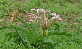 Image result for Crinum buphanoides