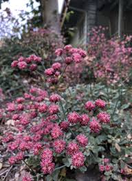 Image result for Eriospermum roseum