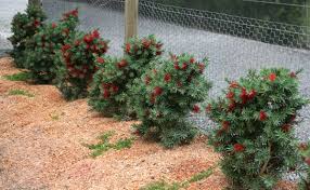 Callistemon /ˌkælɪˈstiːmən/ is a genus of shrubs in the family myrtaceae, first described as a genus in 1814. Callistemon Wee Johnnie By Bush Magik