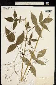 Image result for Pimpinella robynsii