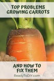 For root cellar storage, cull any damaged roots. Top Problems Growing Carrots And How To Fix Them Ready To Diy