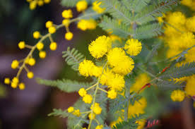 Image result for Acacia montigena