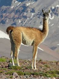 صور حيوانات 2020 شاهد جميع صور الحيوانات البرية و الأليفة Llama Animals Animals Wild