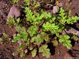 Image result for Dysphania procera