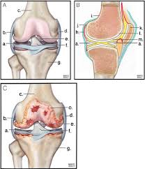We did not find results for: Anterior A And Lateral B Views Of A Healthy Knee Joint Showing The Download Scientific Diagram