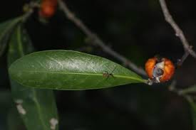 Image result for Suregada