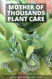 How To Care For Mother Of Thousands Otherwise Known As Mexican Hat Plant Or Alligator Plant This Amazing H Mexican Hat Plant Plants Mother Of Thousands Plant