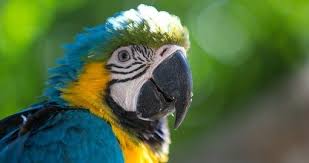 Colombia Nature And Wildlife Colombia Wildlife Animals