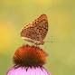 Field Foray with the SuperSanctuary Butterfly Club