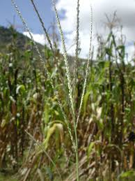 Image result for Digitaria ternata