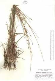 Image result for Schizachyrium sanguineum