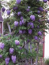Pin By Sarah Riehl On Outside Butterfly Garden Plants American Wisteria Plants
