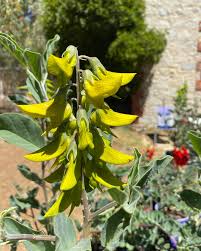 Image result for Crotalaria quangensis