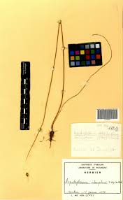 Image result for Aspidoglossum interruptum