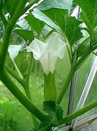 Image result for Datura ferox