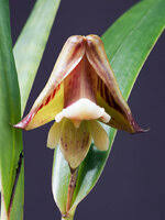 Image result for Polystachya dendrobiiflora