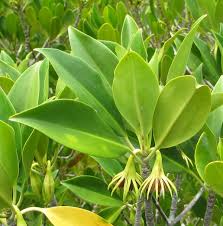 Image result for Bruguiera