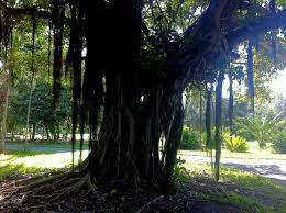A Scary Looking Banyan Tree Http Russelltreeexperts Wordjack Com Banyan Tree Tree Scary